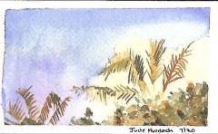 Palms and Sky